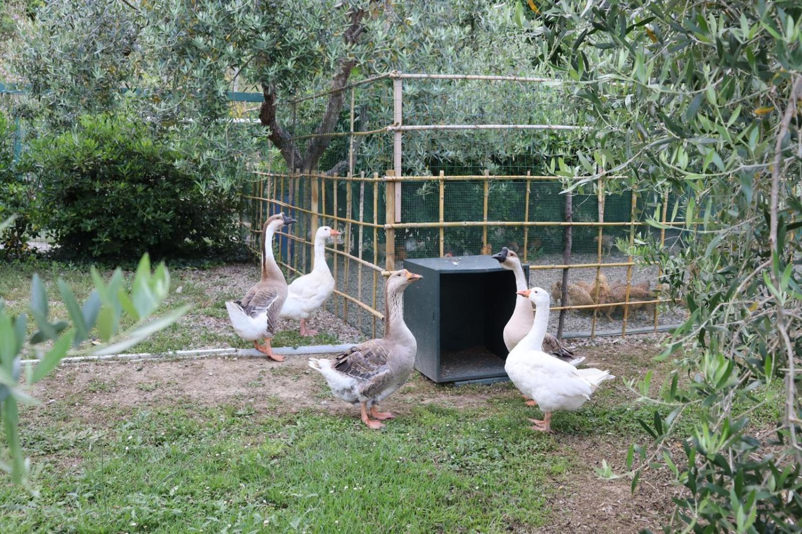 Cevoli Country Resort Lari المظهر الخارجي الصورة