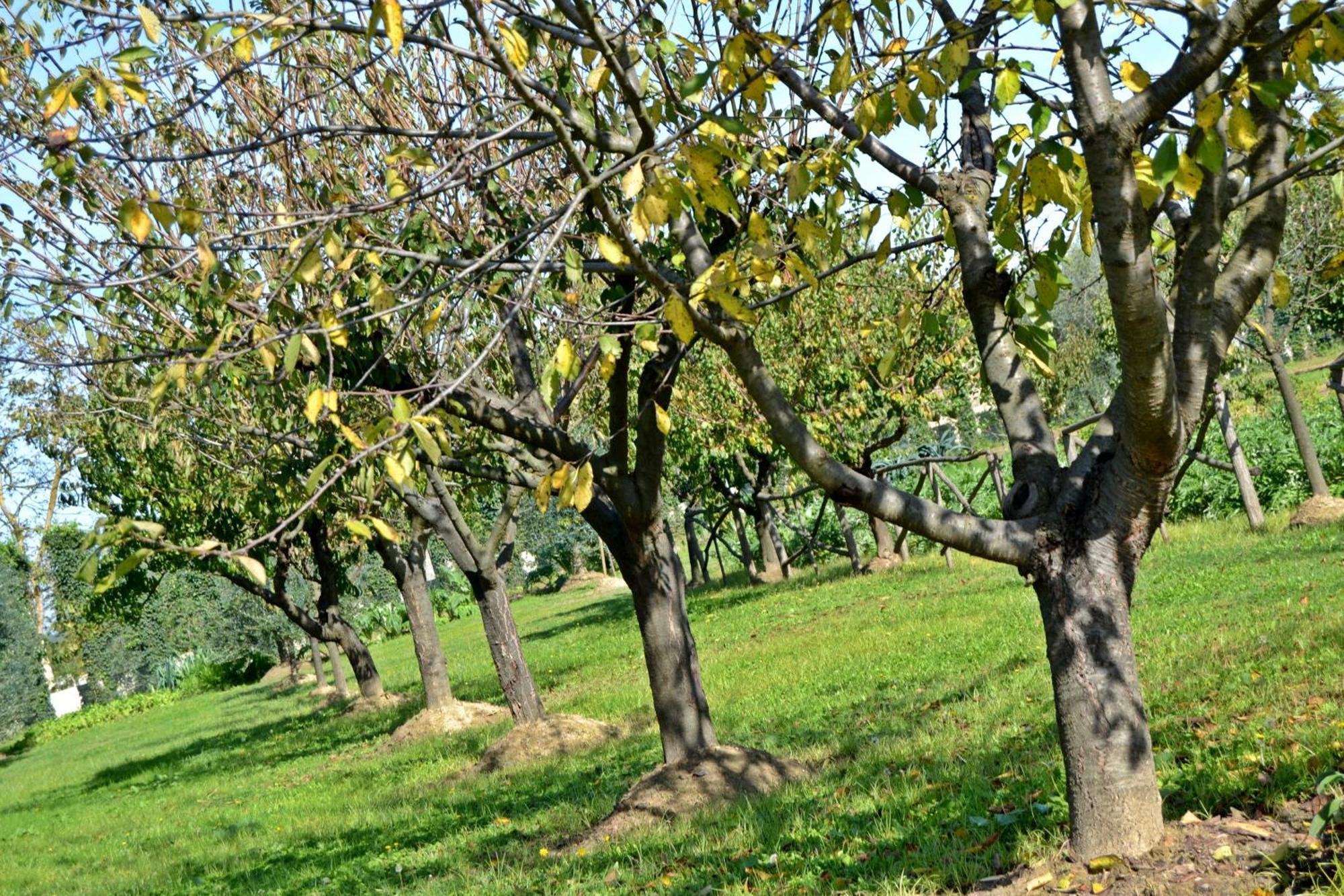 Cevoli Country Resort Lari المظهر الخارجي الصورة