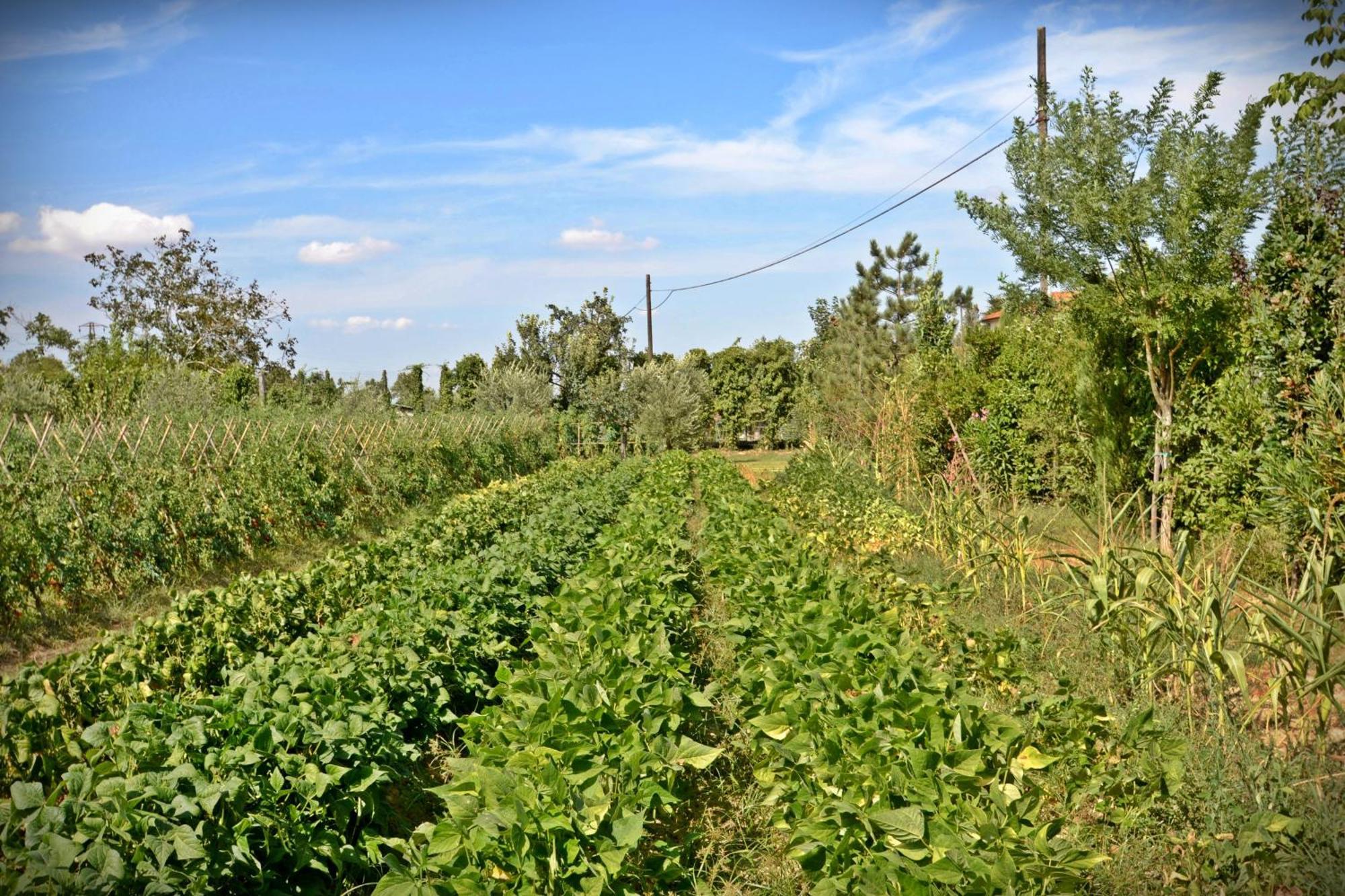 Cevoli Country Resort Lari المظهر الخارجي الصورة